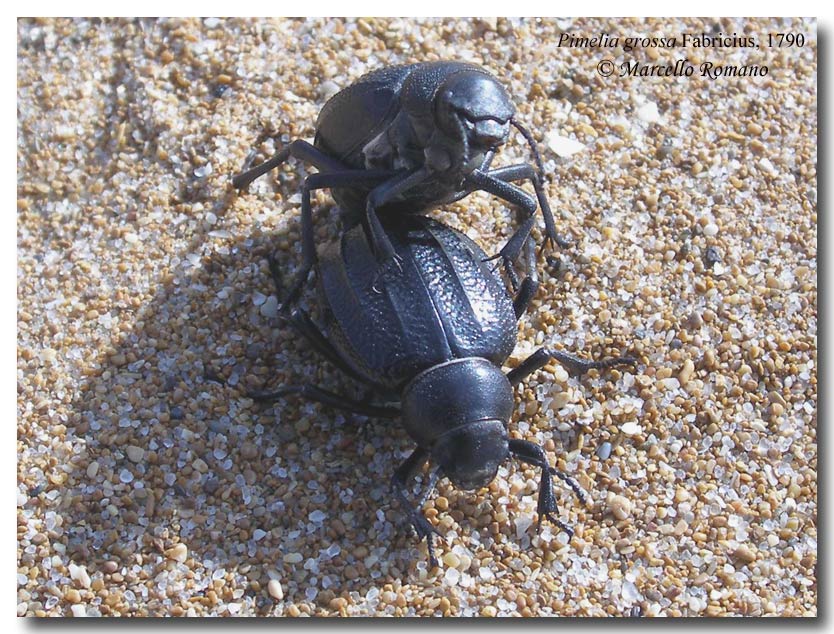 Galleria di...Tenebrionidae